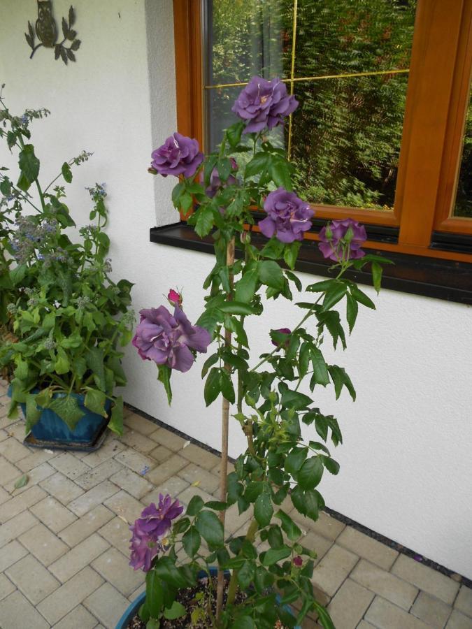 Ferienwohnung Im Harz-Haus-Bruns Clausthal-Zellerfeld Bagian luar foto